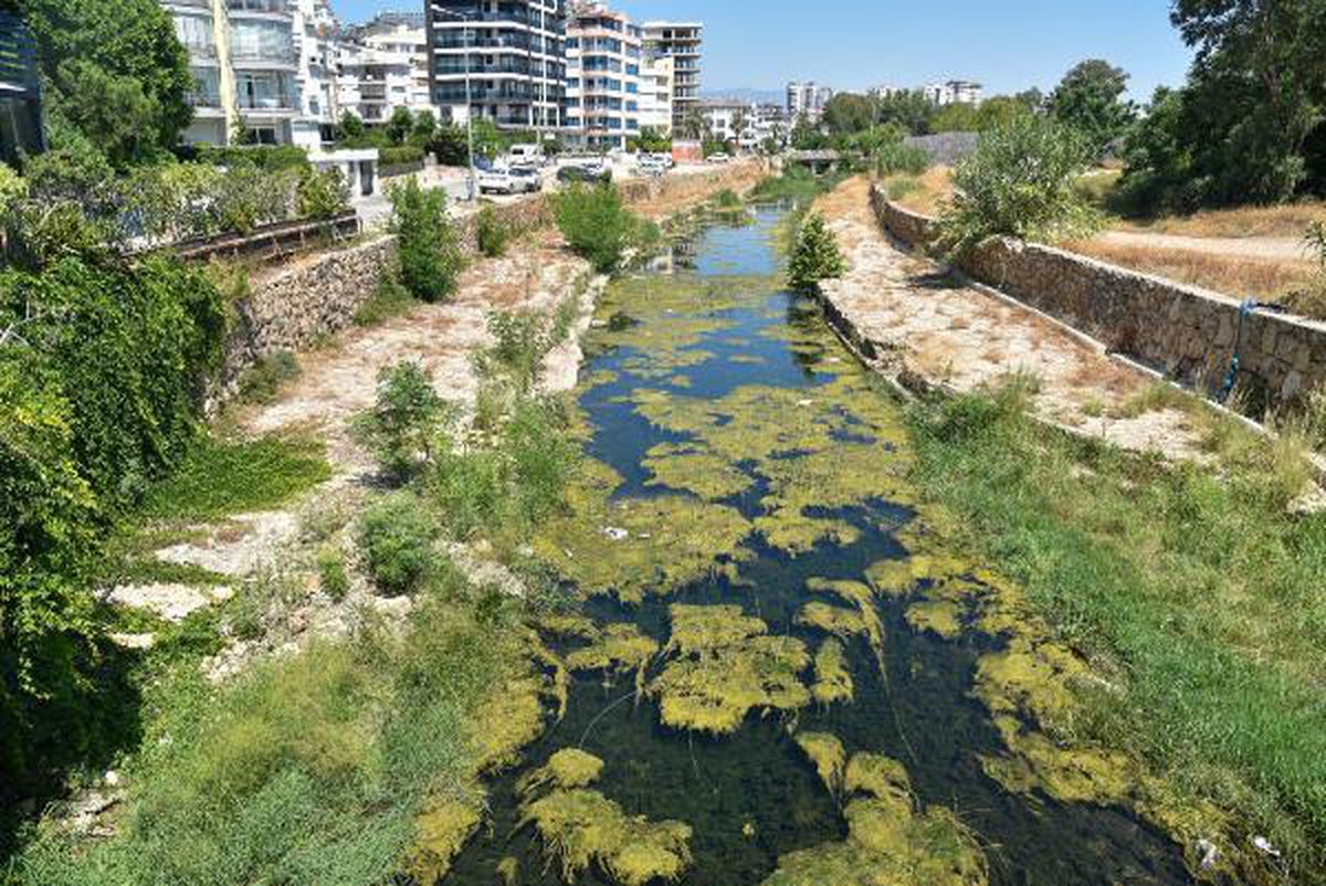 Son Dakika | DEREYE ATILAN ÇÖPLER, BALIKLARI ÖLDÜRÜYOR