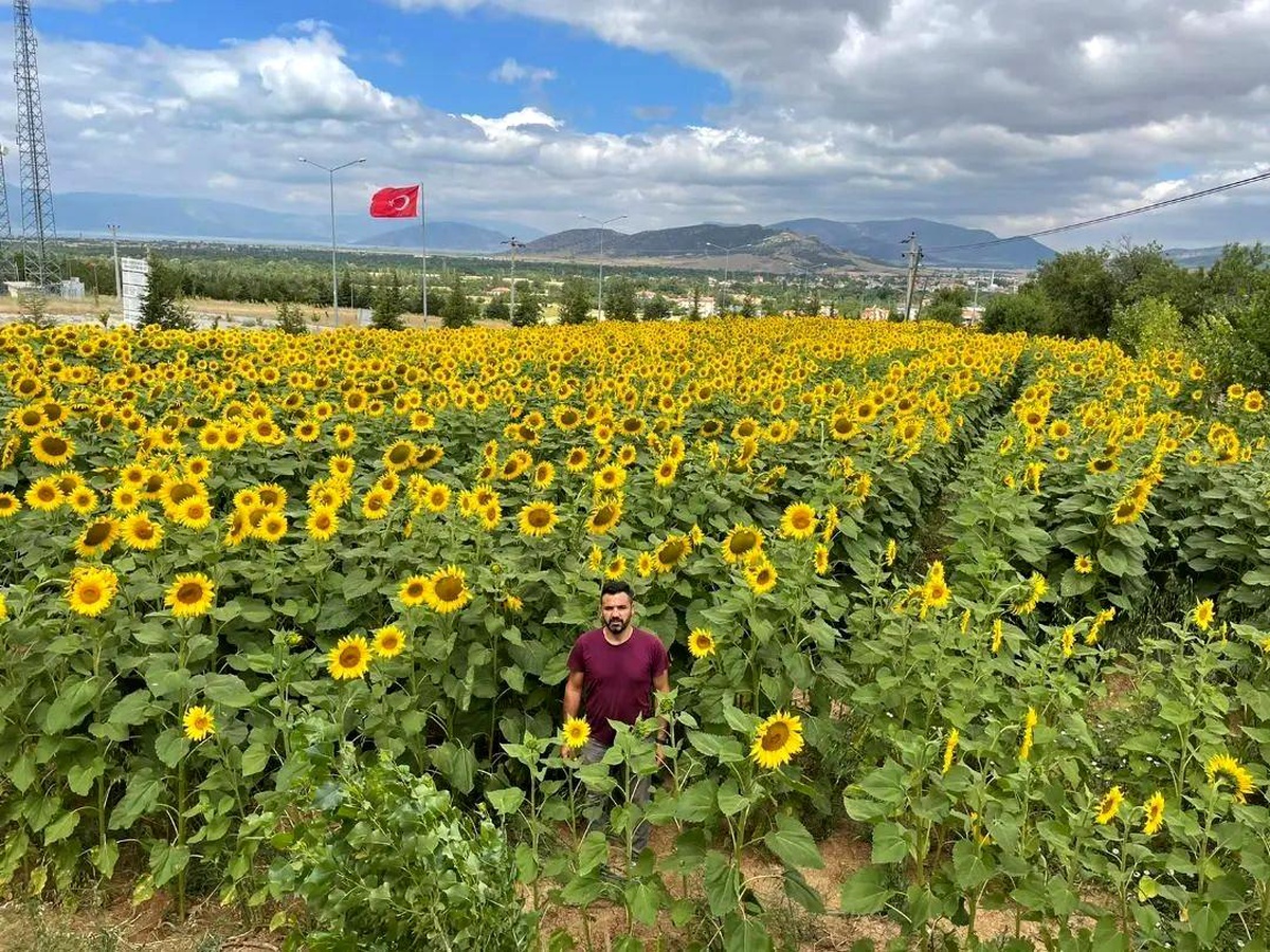 Hüyük\'te ayçiçeği ekili alanlarda çayır tırtılı çalışmaları sürüyor