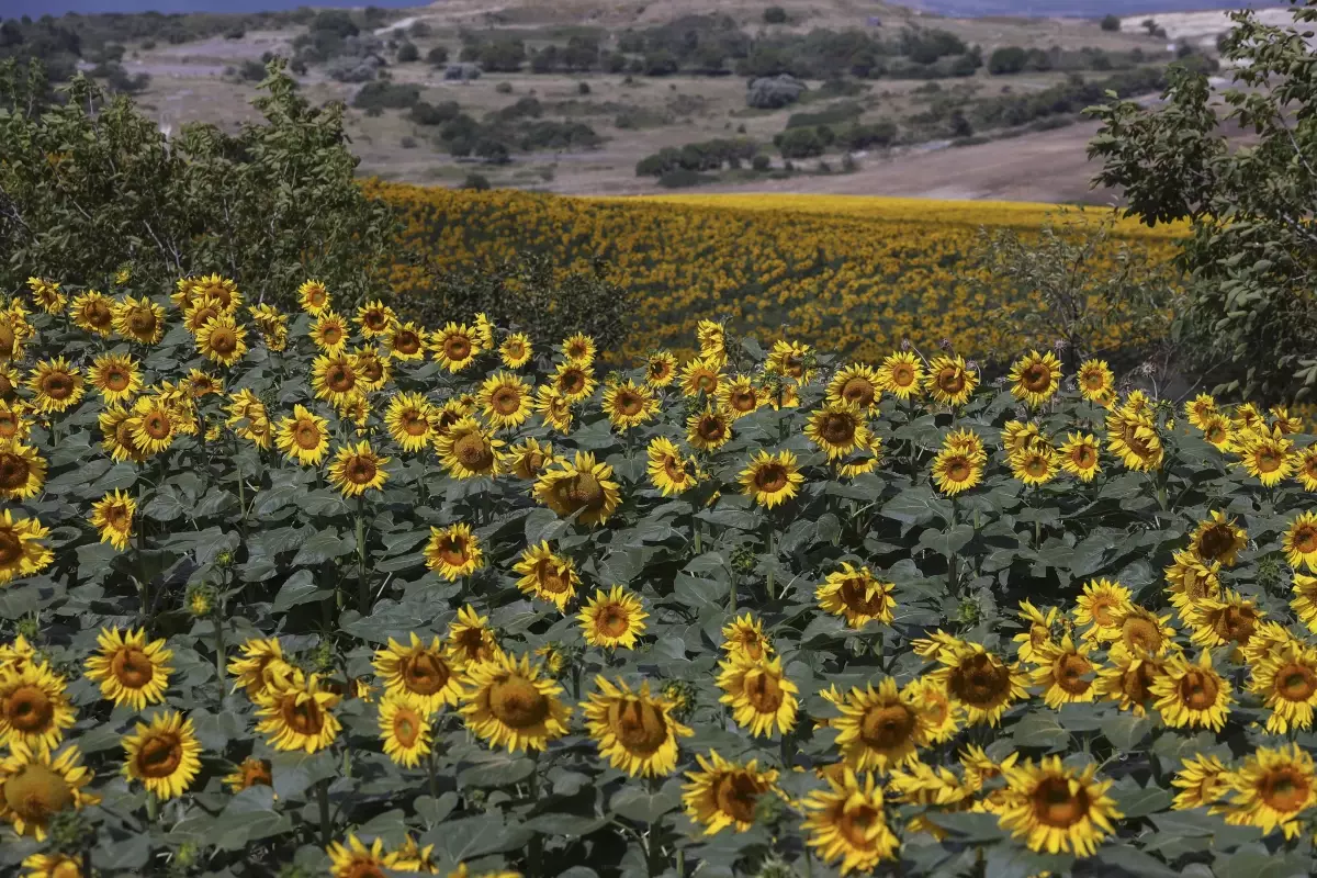 İstanbul'da ayçiçeği tarlalarındaki 'çayır tırtılına' karşı dron ile ilaçlamada sona gelindi
