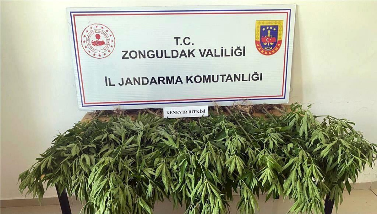 Jandarma 50 kök Hint keneviri ele geçirdi