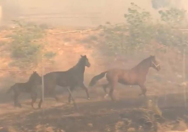 Korkusuz at ailesini yangından kurtardı o anlar kamerada Korkusuz at ailesini yangından kurtardı o anlar kamerada