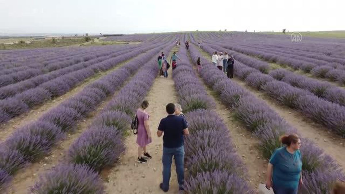 Lavanta bahçesi sayısı artıyor