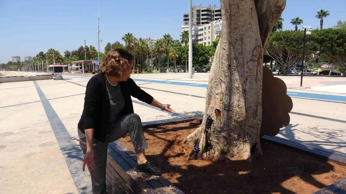 Mersin\'de yarım asırlık ağacın kurutulmasına tepki