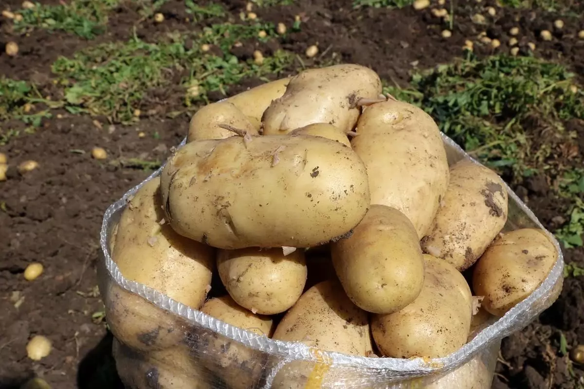 Patates 7 TL\'yi bulan satış fiyatıyla üreticisinin yüzünü güldürdü