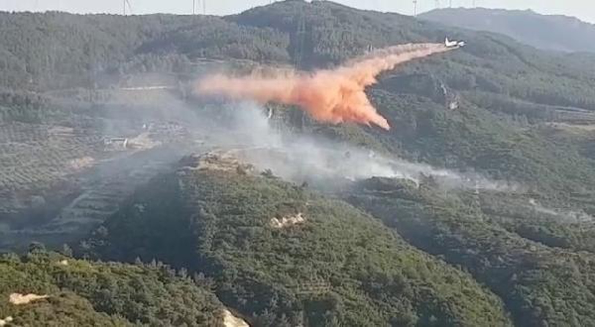 Söke\'de çıkan orman yangınında 50 dönüm alan zarar gördü