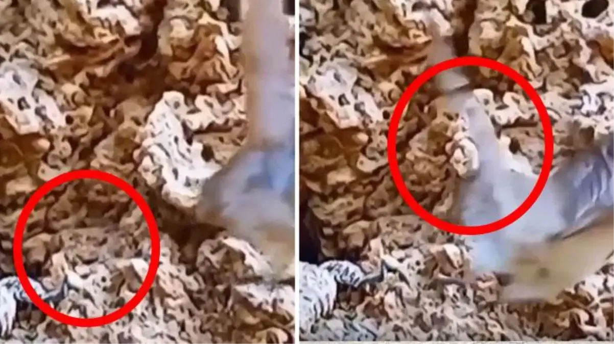 Zehirli yılandan akılalmaz tuzak! Örümcek kuyruklu boynuzlu engerek avını böyle tuzağa düşürdü