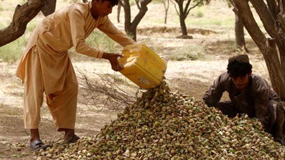 Afganistan\'da Badem Hasadı Zamanı