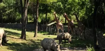 Bursa'daki Afrika savanasının yeni konukları; beyaz gergedanlar