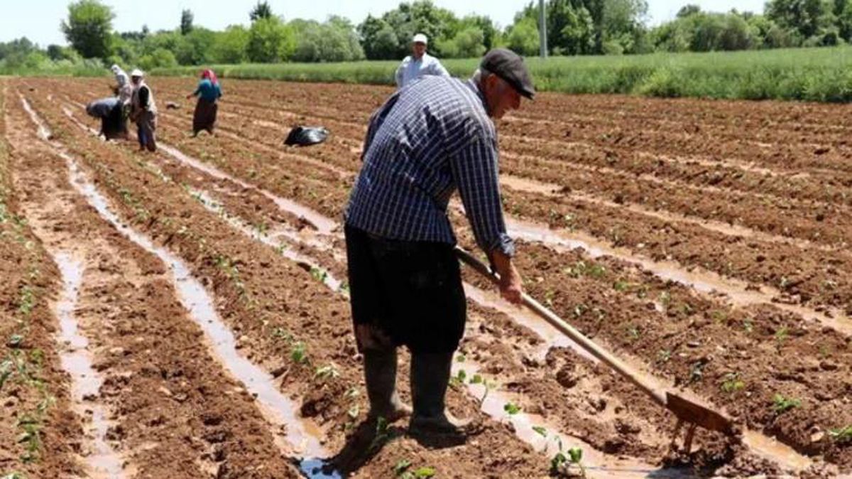Çiftçilere buğday için 1 TL, arpa için 0,50 TL prim desteği ödenecek
