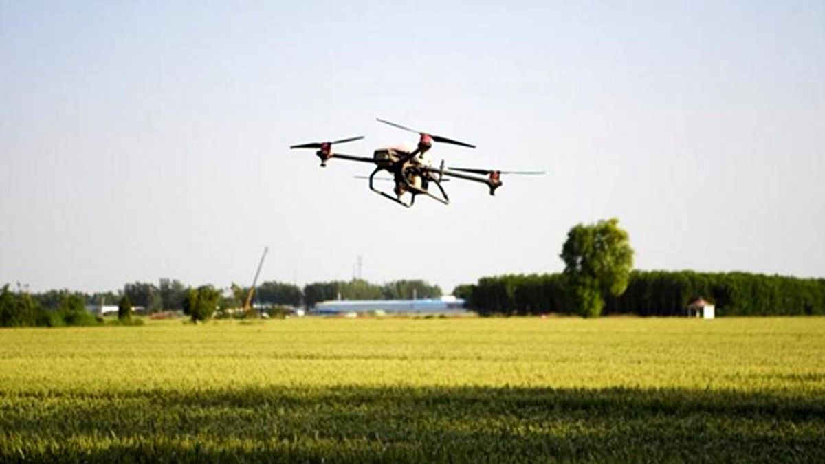 Çin'in Henan Eyaletinde Yaz Tahıl Üretimi Rekor Kırdı