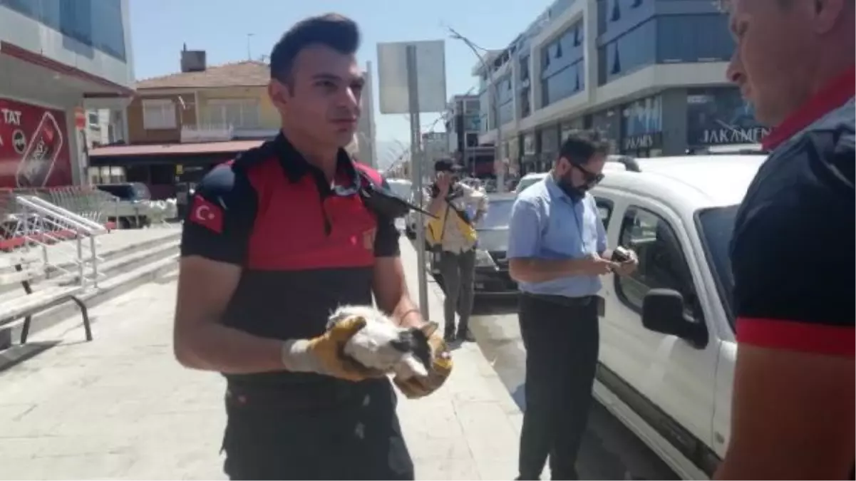 Cipin kapısına sıkışan yavru kediyi itfaiye kurtardı