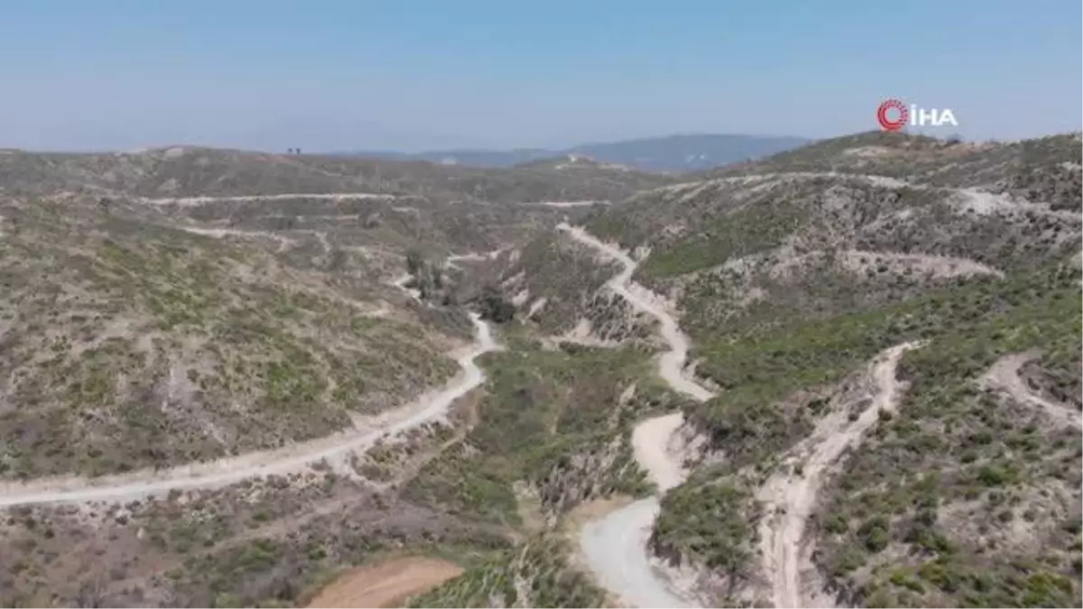 Geçen yıl yanan ormanlık alan küllerinden yeniden doğdu