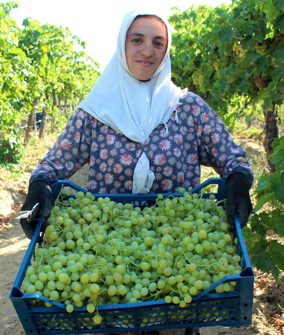 Hasadı başlayan üzümde ihracat tırları yarın yola çıkacak