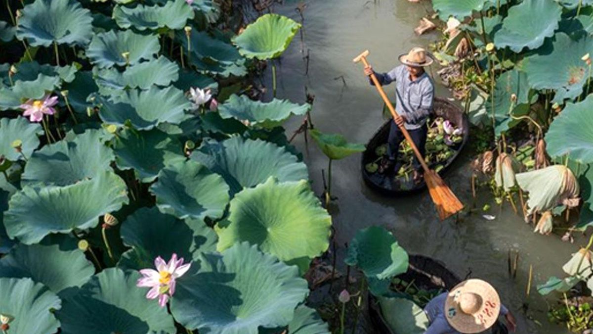 Huzhou\'da Nilüfer Çiçeğinin Hasat Zamanı