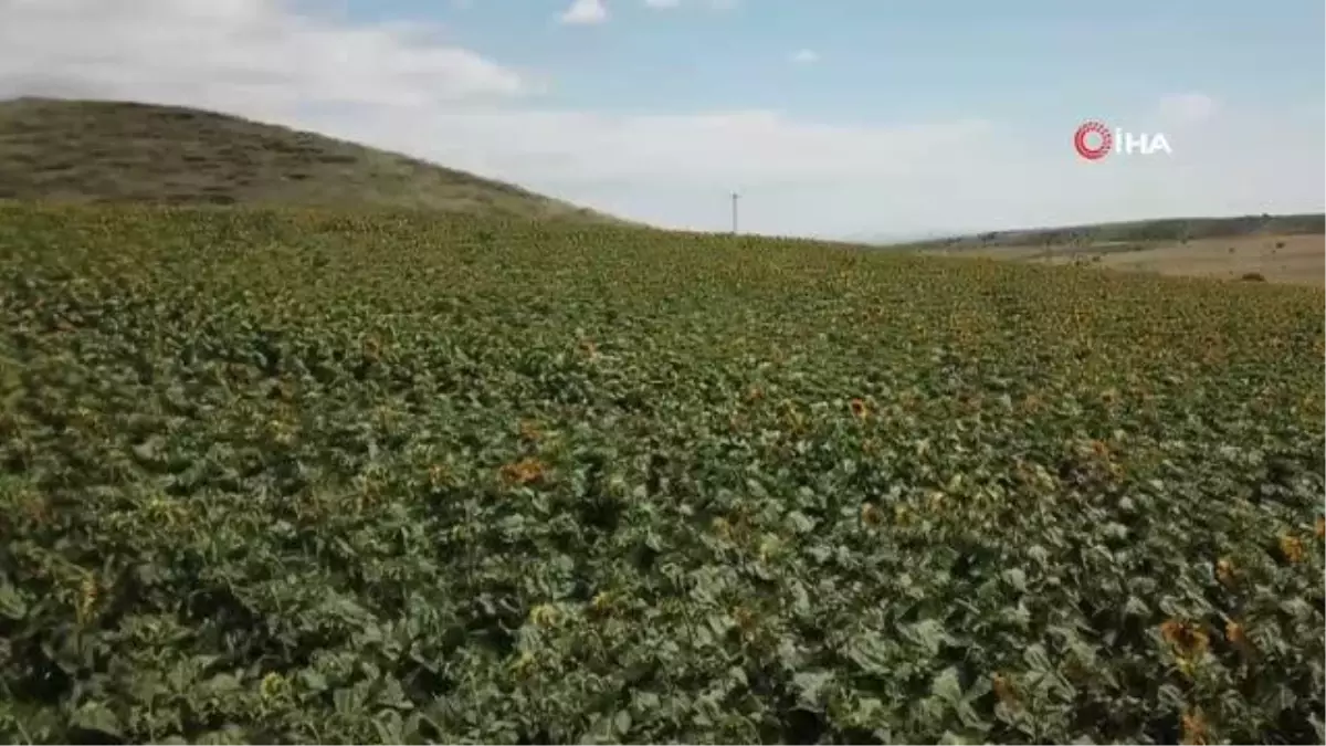 Kahramankazan ovası sarıya boyandı