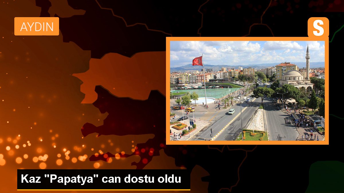 Kaz "Papatya" can dostu oldu