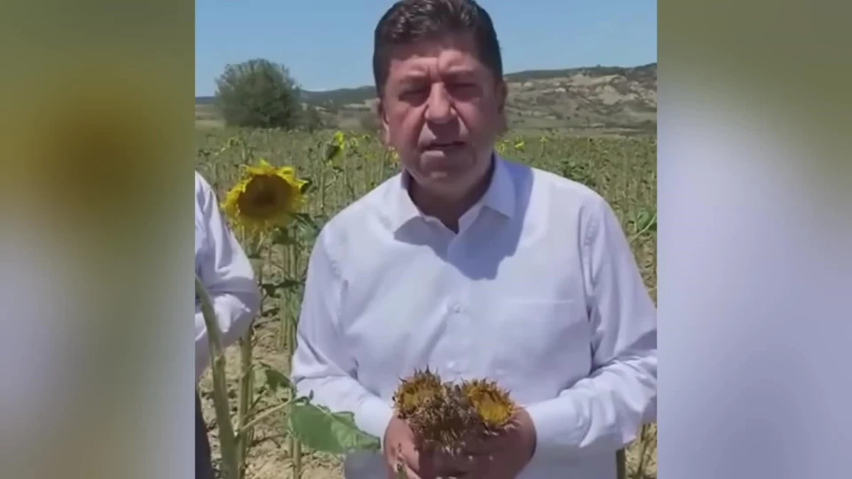 Yaşar Tüzün, Dolu Yağışının Vurduğu Ayçiçeği Tarlalarından Seslendi: "Bölgenin Afet Kapsamına Alması Gerekiyor"