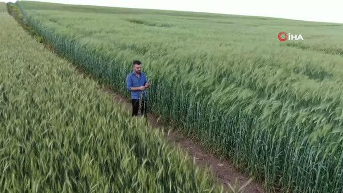 2 metre 20 santimlik \'ata tohumu buğday\' sergilendi