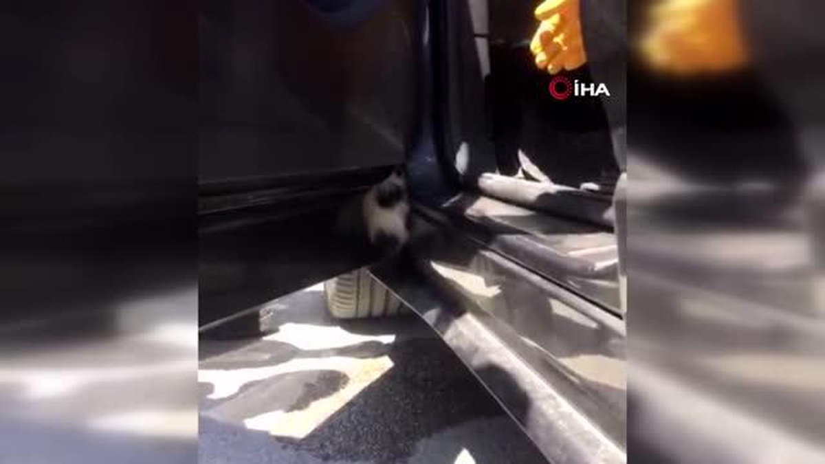 Arabanın kapısına sıkışan yavru kediyi itfaiye kurtardı