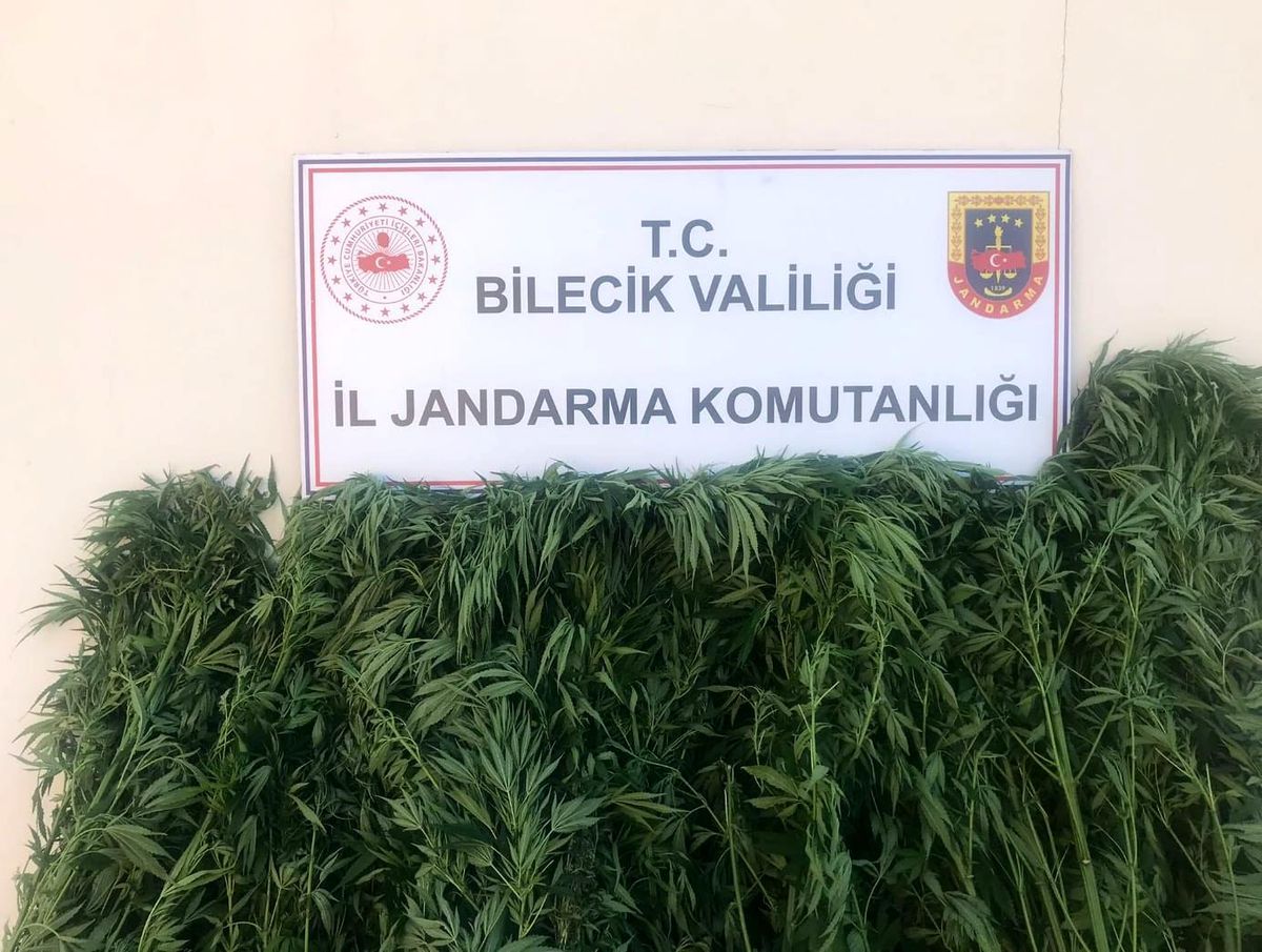 Bilecik\'te 116 kök kenevir bitkisi ele geçirildi