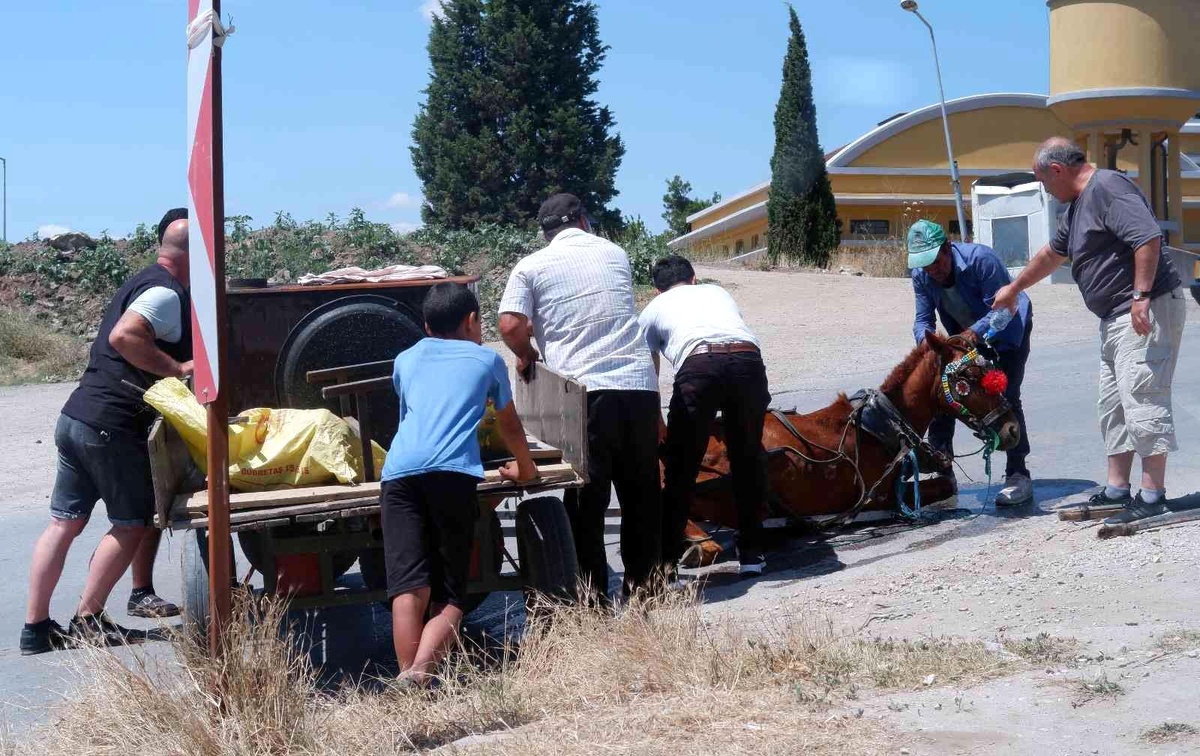 Bunaltıcı sıcakta yük ve insan taşıyan at, yere yığıldı zor anlar yaşadı
