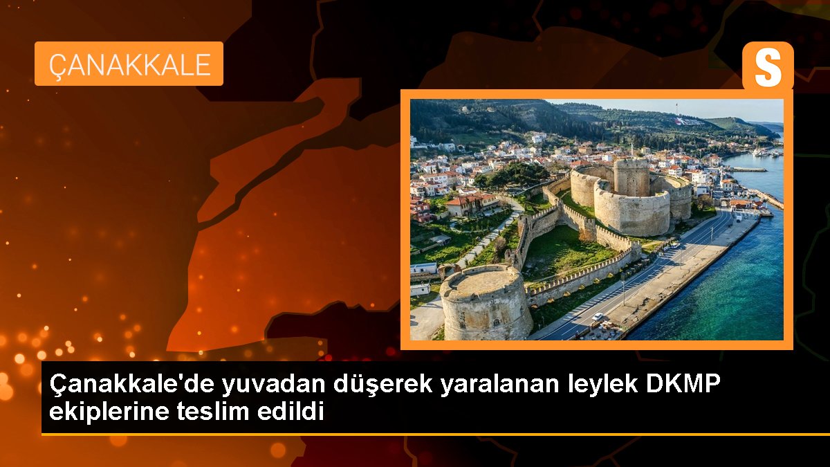 Çanakkale\'de yuvadan düşerek yaralanan leylek DKMP ekiplerine teslim edildi