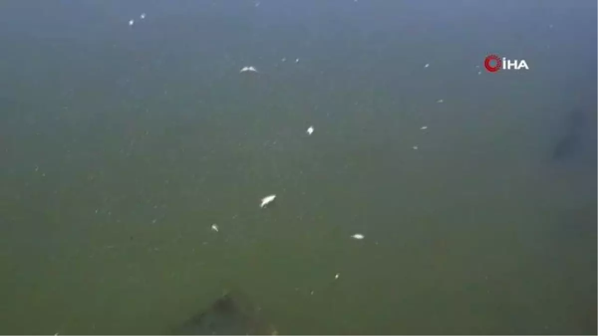 Çekya'da onlarca ton balık telef oldu