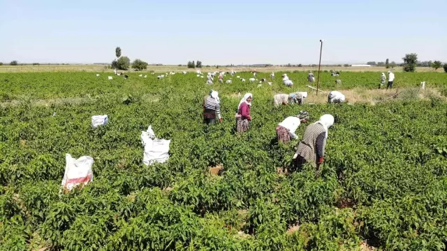 Karaağaç biberinin hasadı başladı! Kurutulduktan sonra kilosu 400 TL'ye satılacak