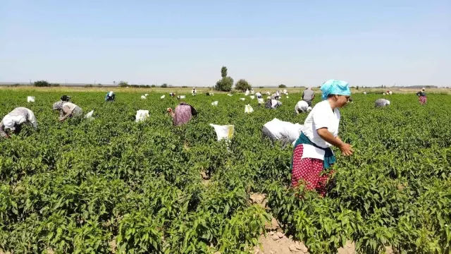 Karaağaç biberinin hasadı başladı! Kurutulduktan sonra kilosu 400 TL'ye satılacak