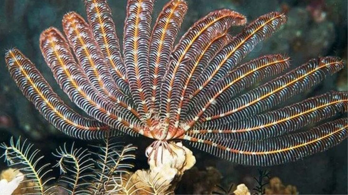 Deniz omurgasızı türü canlıya Zelenski\'nin adı verildi
