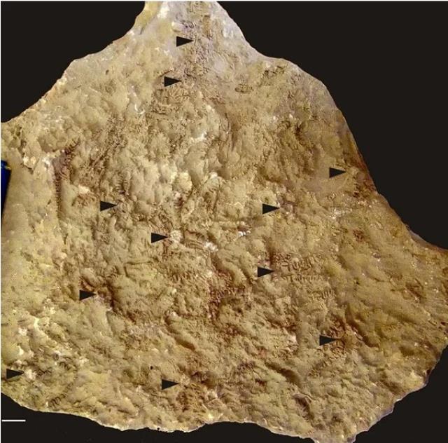 Deniz omurgasızı türü canlıya Zelenski'nin adı verildi