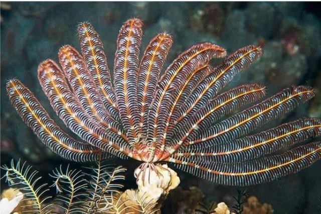 Deniz omurgasızı türü canlıya Zelenski'nin adı verildi