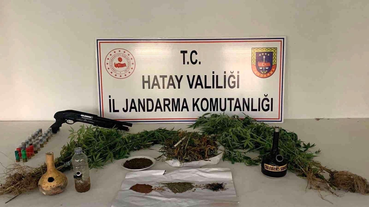 Evinde kubar esrar yetiştiren şüpheli gözaltına alındı
