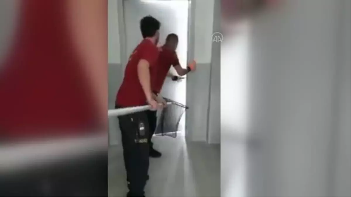 Yalova'da girdiği okulda mahsur kalan tilki itfaiye ekiplerince kurtarıldı