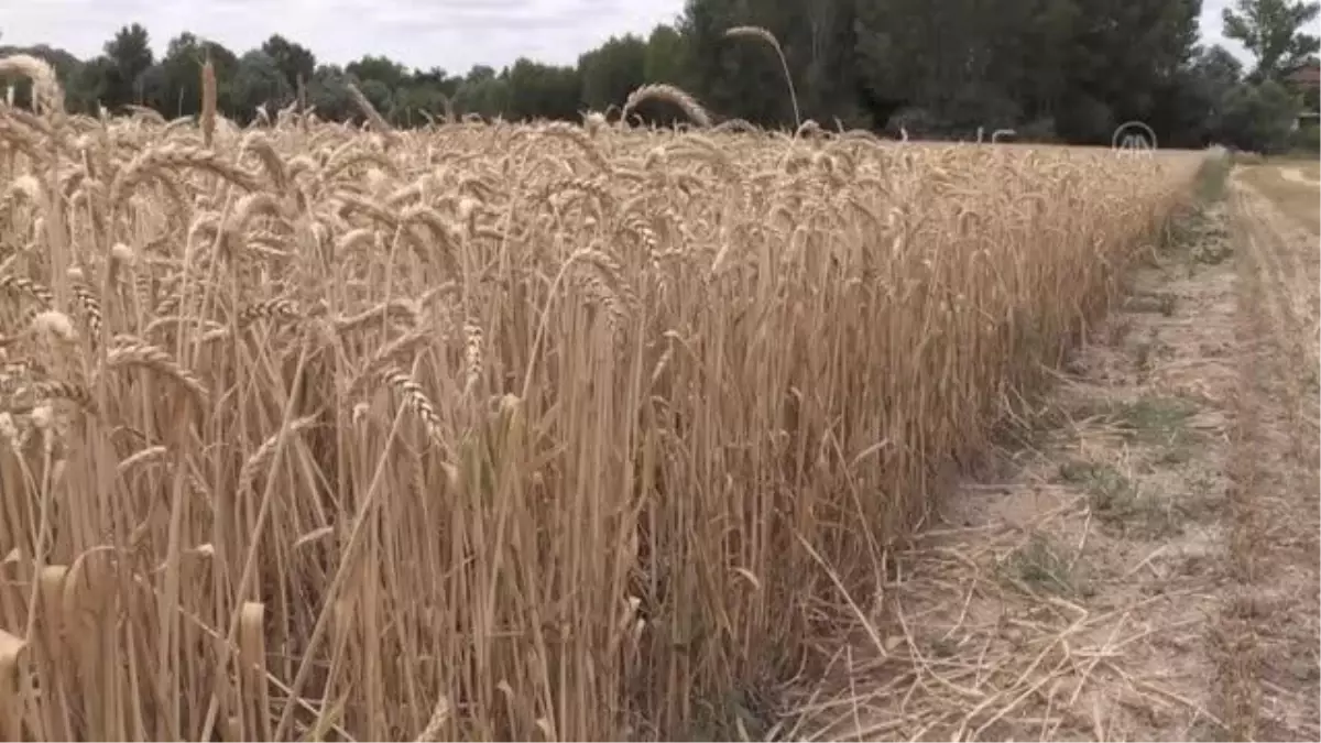 Yozgat\'ta hububat hasadıyla birlikte saman mesaisi de başladı
