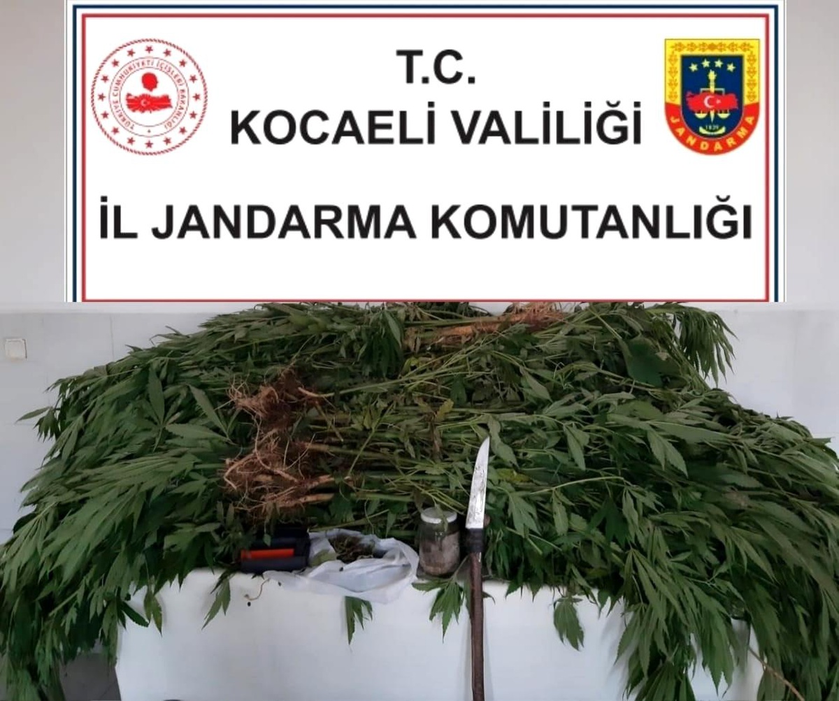 Kamuya ait araziye kenevir eken şahıs yakayı ele verdi