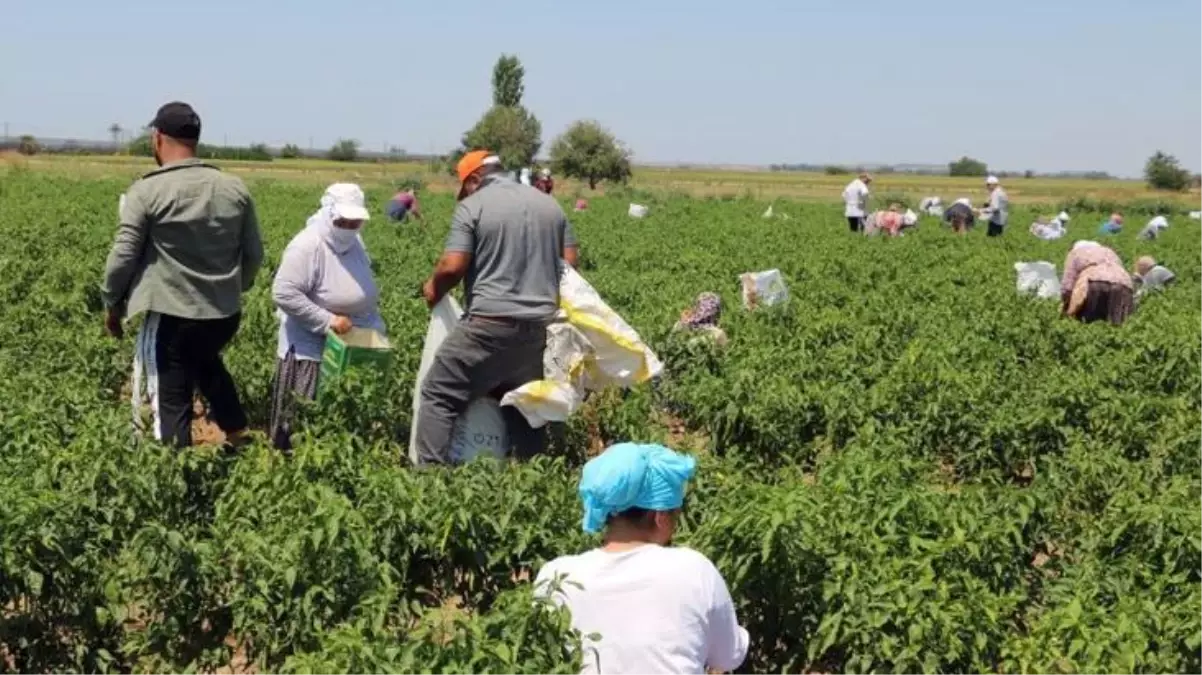 Edirne ciğerinin can yoldaşı Karaağaç biberinde hasat başladı! Kurutulmuş haliyle kilosu 400 TL\'den alıcı bulacak