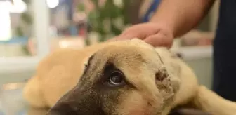 Vatandaşlar, 3 aylık yavru köpeği kulakları kesilip, derisi yüzülmüş halde buldu