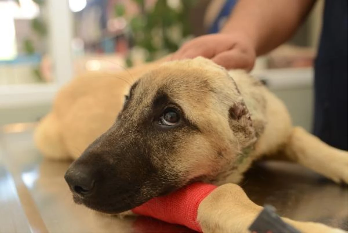 Vatandaşlar, 3 aylık yavru köpeği kulakları kesilip, derisi yüzülmüş halde buldu