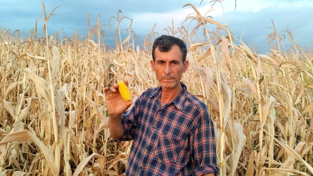 Mısır susuz kaldı, verim yarıya düştü