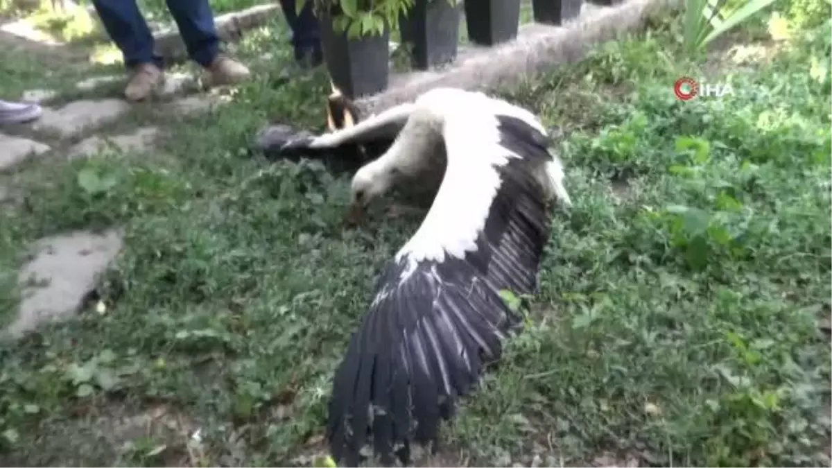 Muş'ta yuvadan düşen leylek yavrusu tedaviye alındı