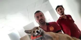 Okul binasına giren tilki, yakalanıp, doğaya salındı