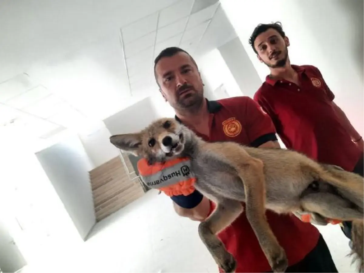 Okul binasına giren tilki, yakalanıp, doğaya salındı