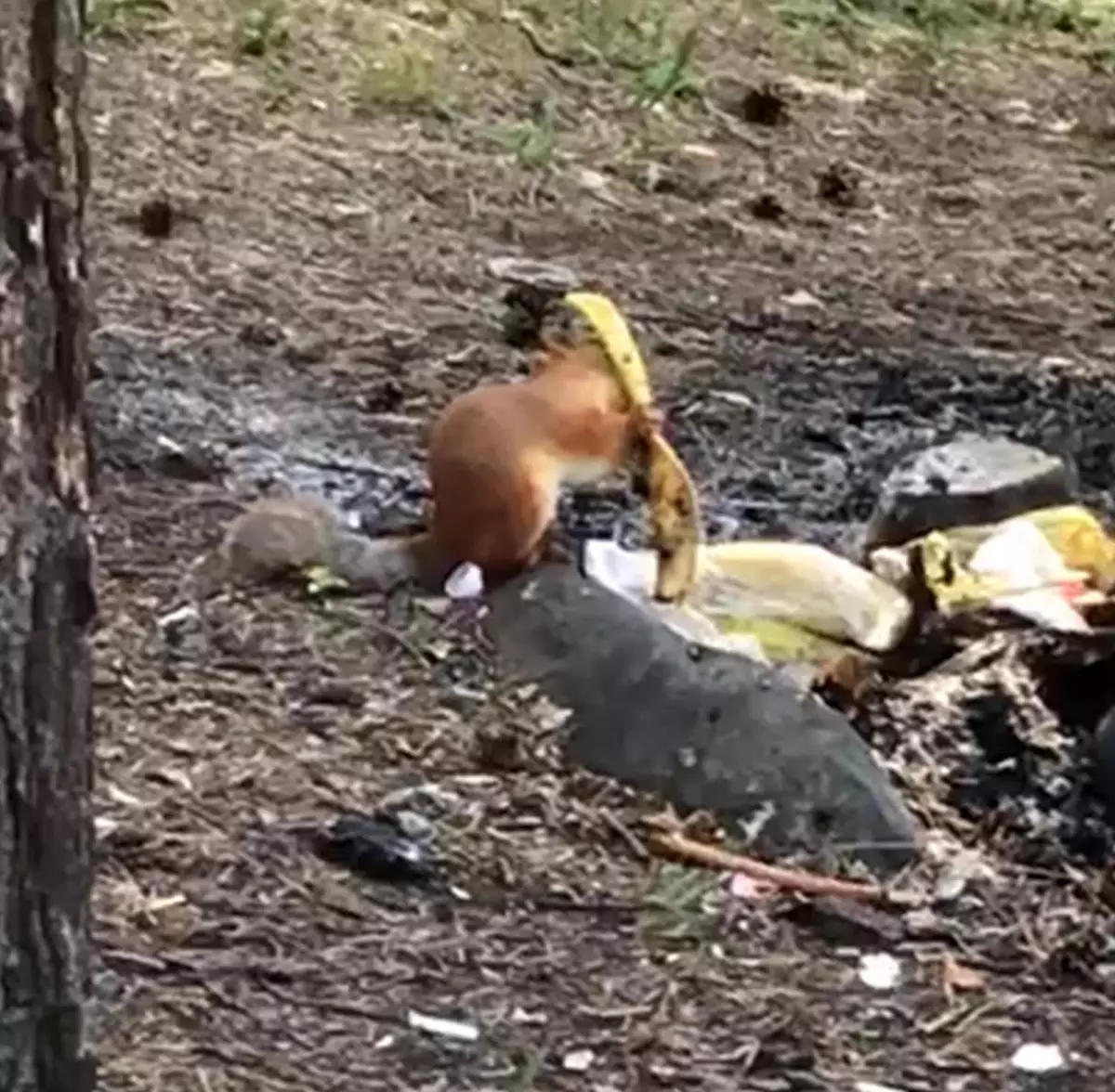 Piknikçilerin davetsiz misafiri sincap ilgi odağı oldu