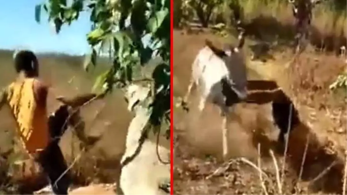 Eşeğin kendisine işkence eden adamdan aldığı intikam çok ağır oldu