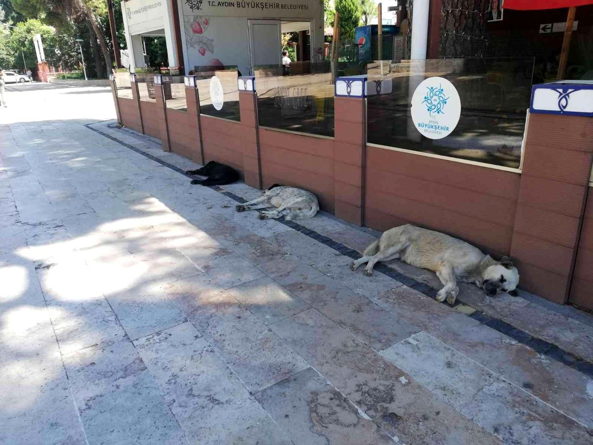 Sıcak hava insanlar kadar hayvanları da olumsuz etkiliyor