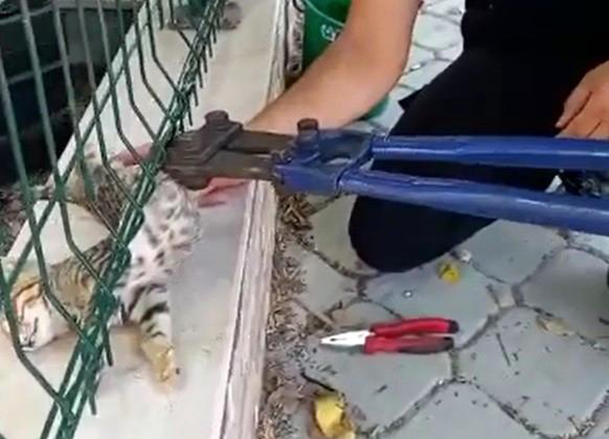 Sitenin tel örgüsüne sıkışan kediyi itfaiye ekipleri kurtardı