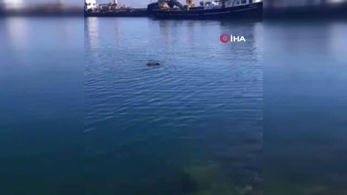 Yüzmekten bitkin düşen domuzu balıkçılar kurtardı