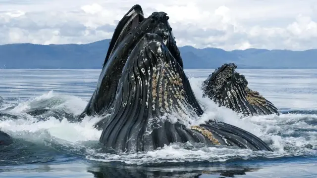 Balinalar Dünya'yı nasıl soğutuyor?