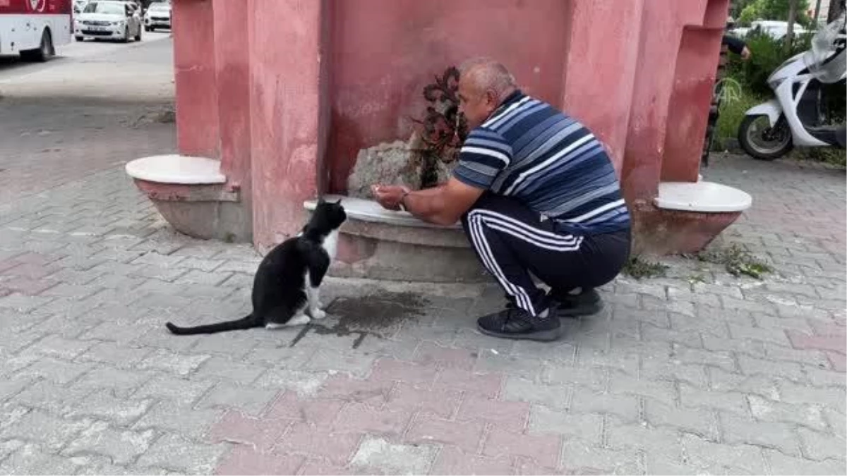 Bolu\'da bir vatandaş sıcaktan bunalan kediye elleriyle su içirdi
